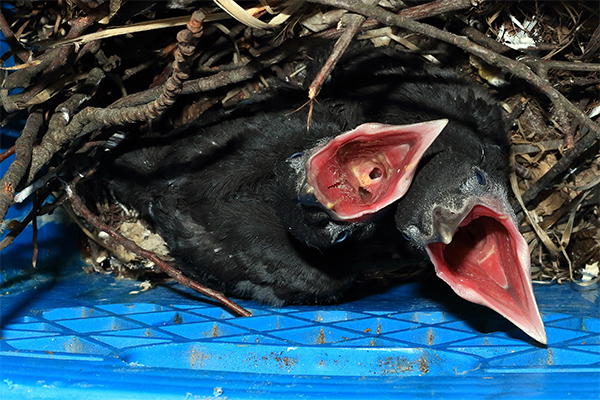 Baby Fledgling Crows