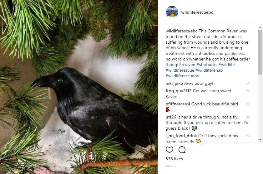 Wildlife Rescue Instagram Raven
