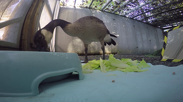 Goose Eating Lettuce
